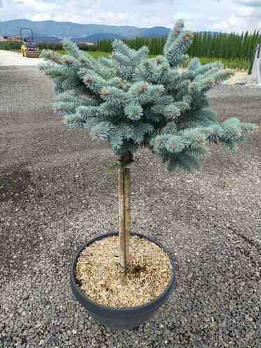 PICEA