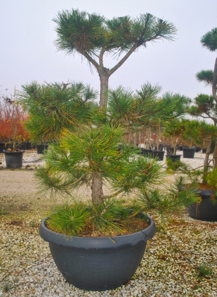 PINUS