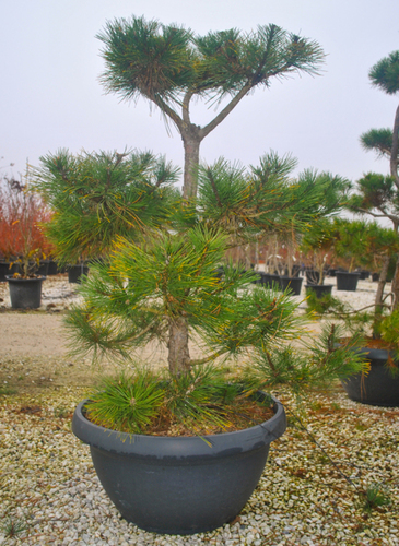 PINUS