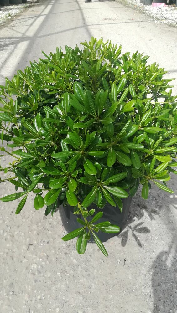 PITTOSPORUM