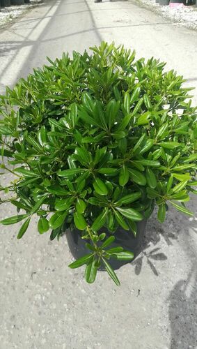 PITTOSPORUM