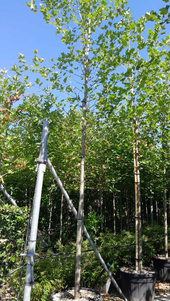 PLATANUS 