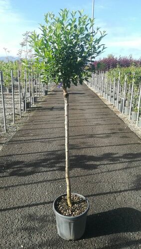 PRUNUS FRUTICOSA GLOBOSA