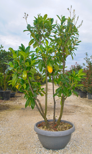 PRUNUS LUSITANICA ANGUSTIFOLIA