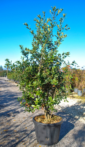 QUERCUS ILEX