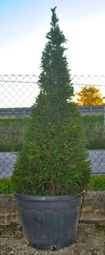 TAXUS