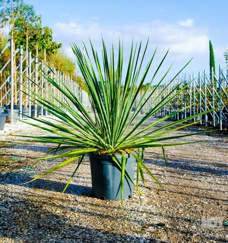 YUCCA