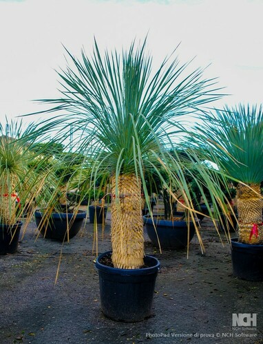 YUCCA
