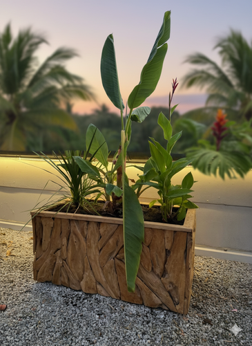Jardinière en racine de teck - DecoIndo