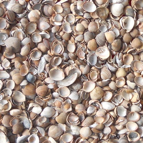 Coquillages de la mer du Nord