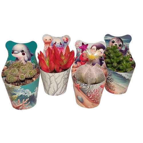 3D SHINE - MÉLANGE DE CACTUS ET SUCCULENTES Ø 6,5 CACHE-POT "SEA" - PLATEAU DE 20 PCS