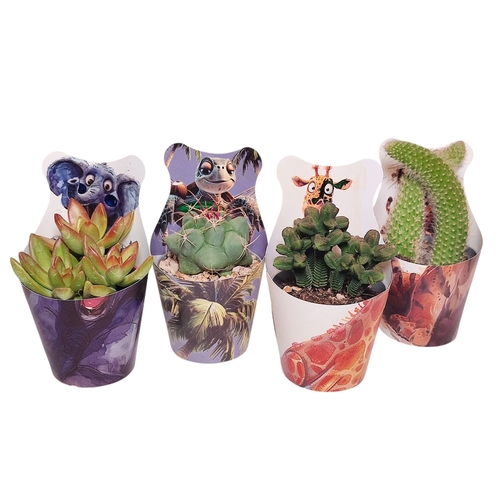 3 D SHINE MIX CACTUS ET SUCCULENTES Ø 6,5 MANCHONS LIGNE 'SAVANE'