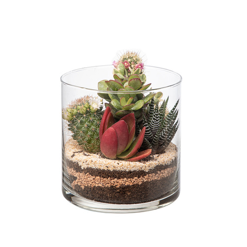 COMPOSITION TERRARIUM STYLE EN CYLINDRE DE VERRE Ø 12 H12 BOÎTE 13X13 CM