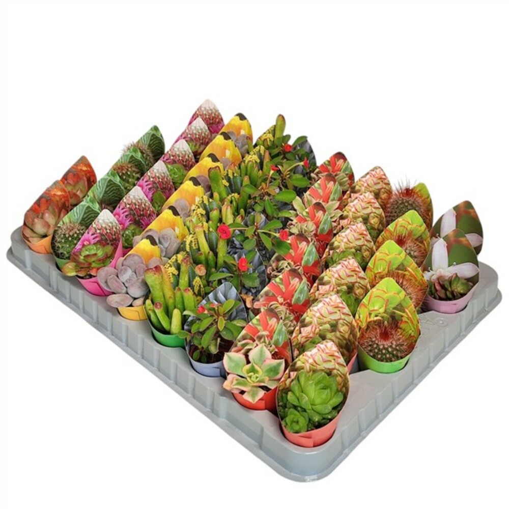 MÉLANGE DE CACTUS ET SUCCULENTES AVEC CACHE-POT Ø 3,5 - 48 PCS