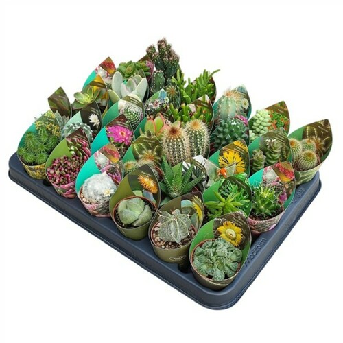 MIX CACTUS ET SUCCULENTES - PLATEAU DE 30 PCS - POT Ø 5,5