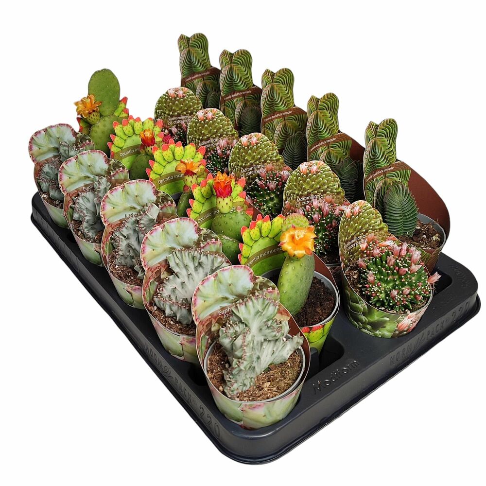 LUXE - MÉLANGE DE CACTUS ET SUCCULENTES EN LIGNE POT Ø 6,5