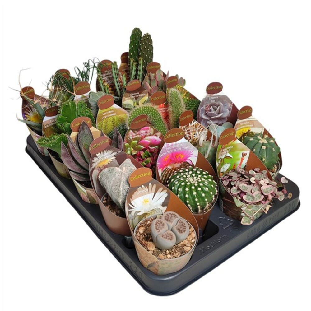 COLLECTION - MÉLANGE DE CACTUS ET SUCCULENTES POT Ø 6,5 - PLATEAU 20 PCS