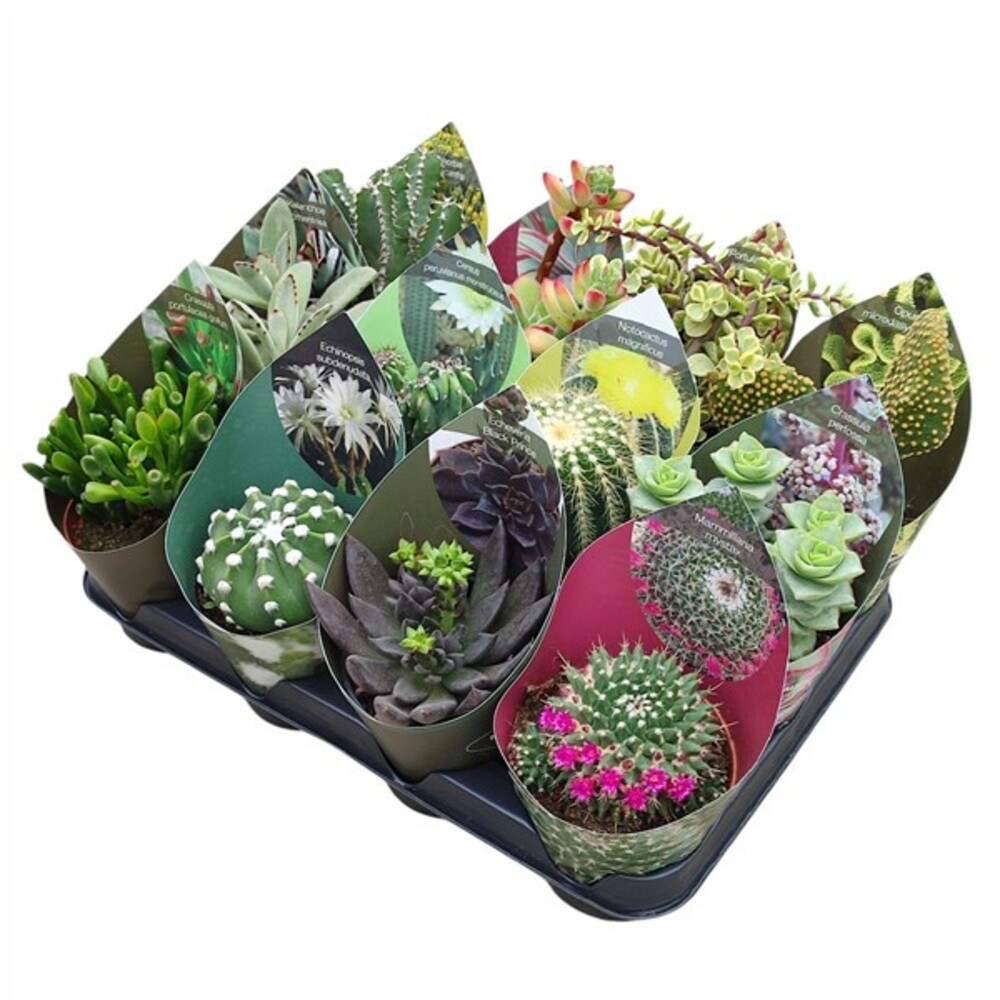 MIX CACTUS ET SUCCULENTES Ø 10,5 - PLATEAU 12 PCS