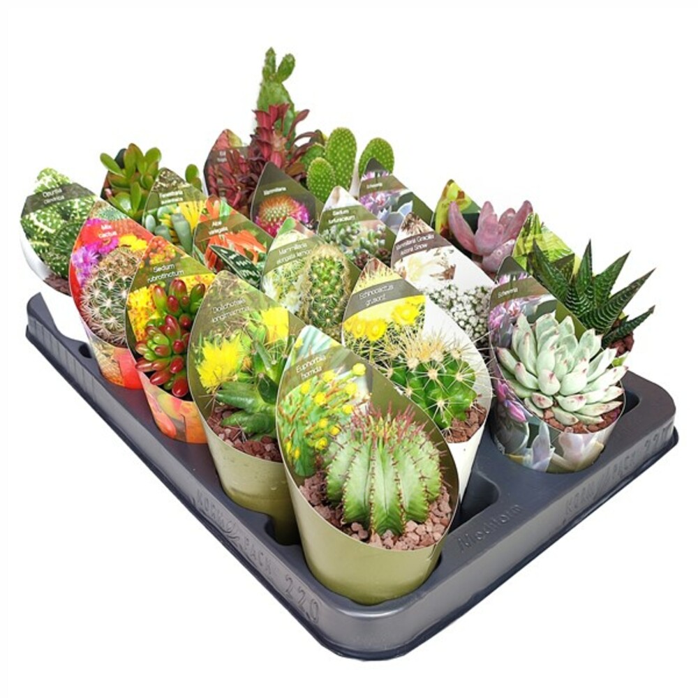 MIX CACTUS ET SUCCULENTES POT Ø 6,5 - PLATEAU 20 PCS