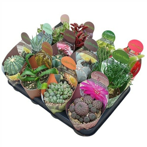 COLLECTION - MÉLANGE DE CACTUS ET SUCCULENTES Ø 10,5 - PLATEAU 12 PCS