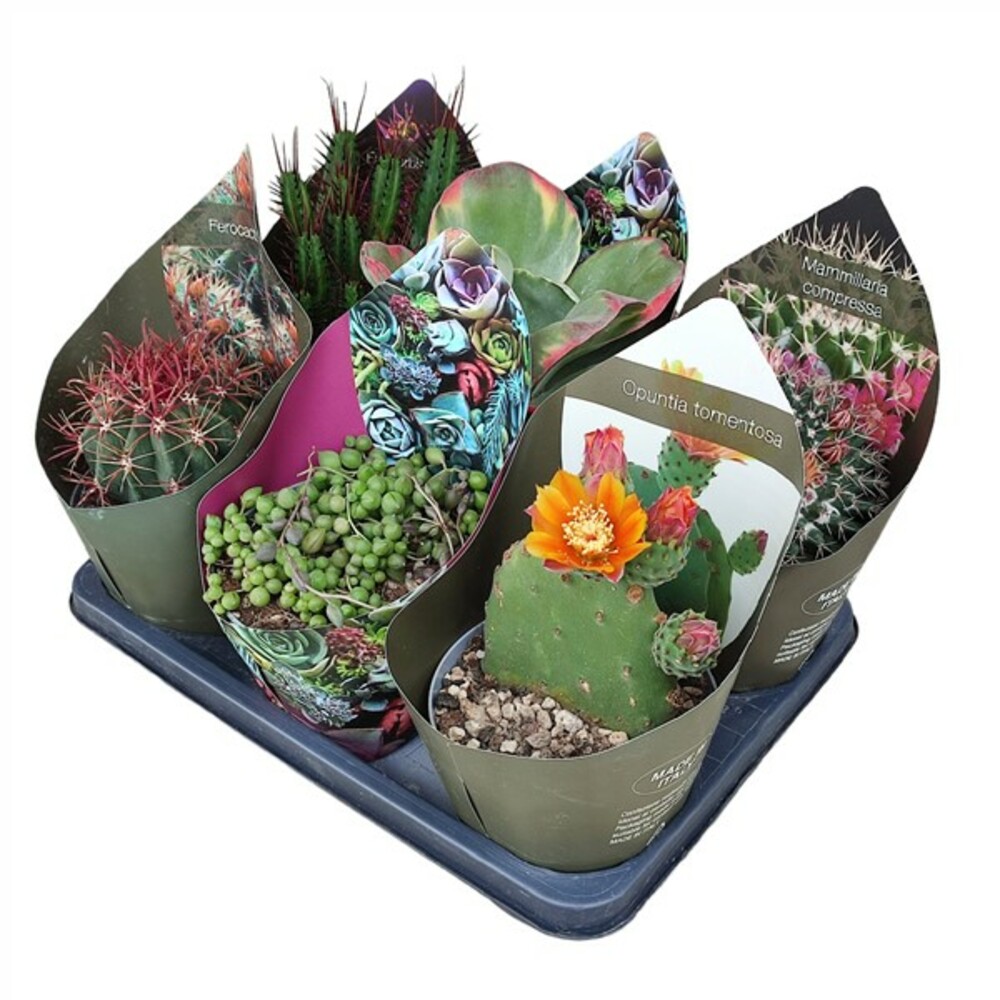 MIX CACTUS ET SUCCULENTES POT Ø 14 - PLATEAU 6 PCS