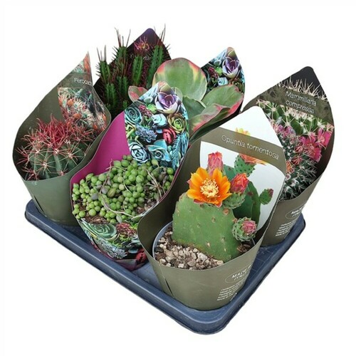 MIX CACTUS ET SUCCULENTES POT Ø 14 - PLATEAU 6 PCS