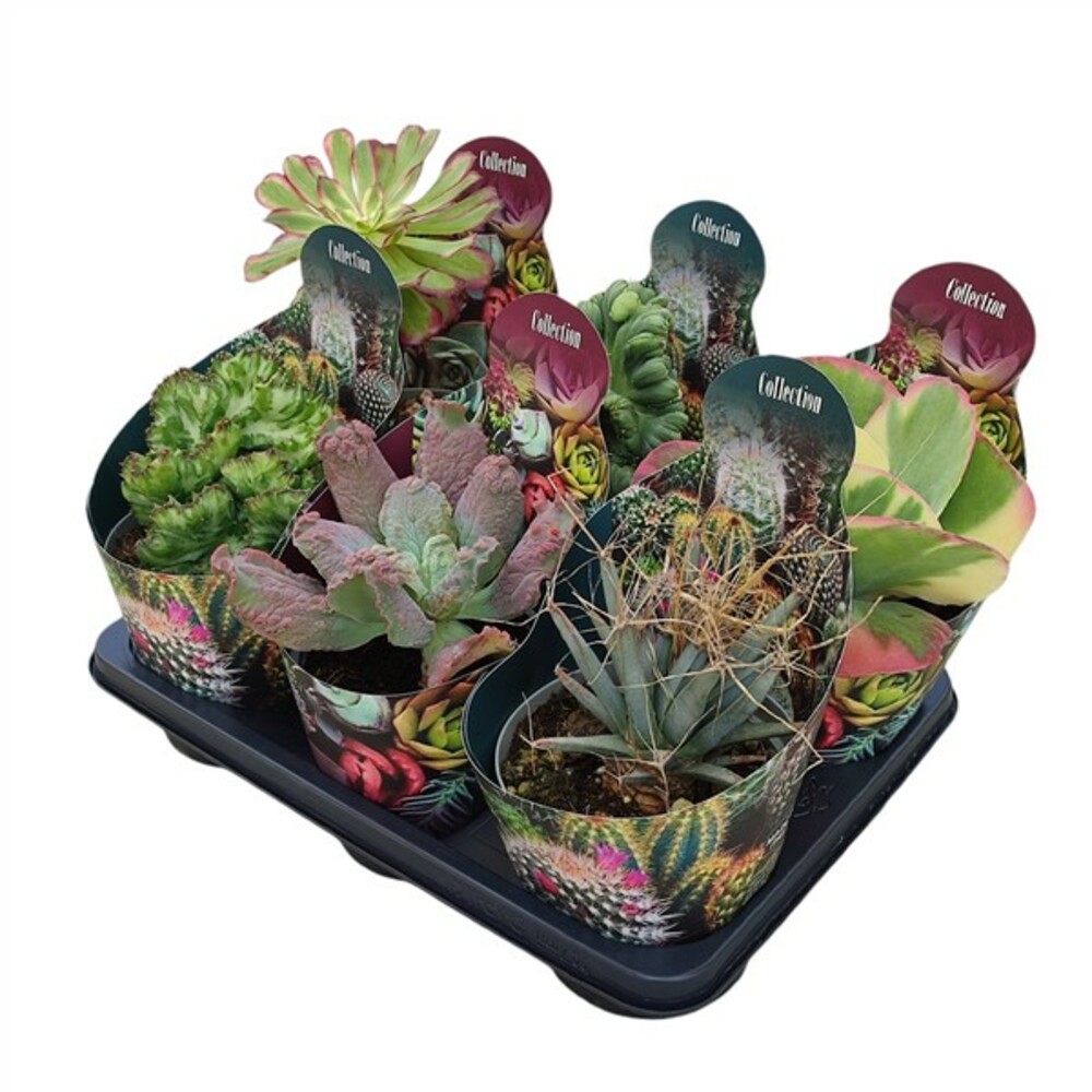 COLLECTION - MÉLANGE DE CACTUS ET SUCCULENTES POT Ø 14 - PLATEAU 6 PCS
