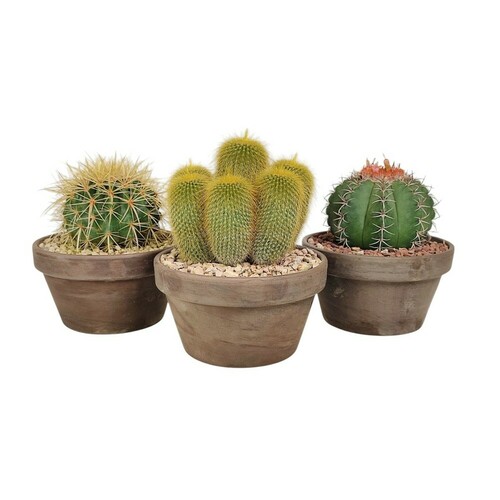 TERRE CUITE BASALTE Ø 15 MÉLANGE DE CACTUS  - EN BOÎTE CARTON 15X15 CM