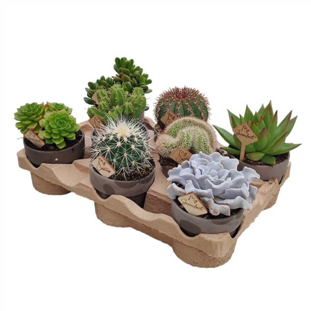 TERRE CUITE BASALTE Ø 10 - MÉLANGE DE CACTUS ET SUCCULENTES AVEC PIC EN BOIS - PLATEAU ÉCO-RESPONSABLE