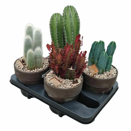 TERRE CUITE BASALTE Ø 15 - MÉLANGE DE CACTUS - PLATEAU PLASTIQUE 4 PCS