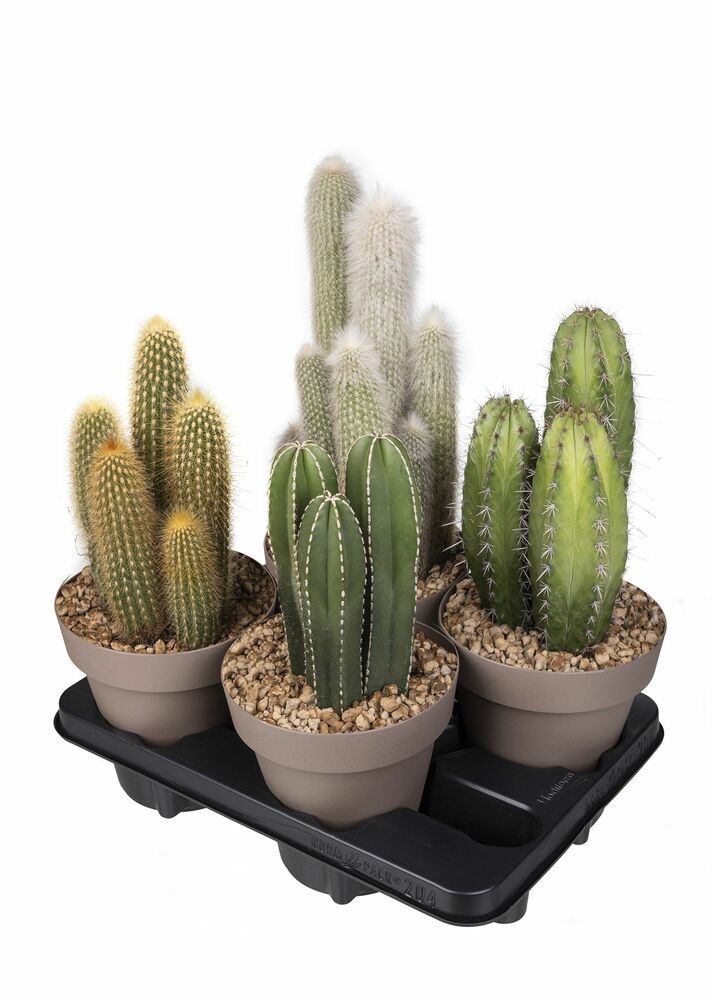 MÉLANGE DE CACTUS COLONNAIRES POT Ø 16 - PLATEAU 4 PCS