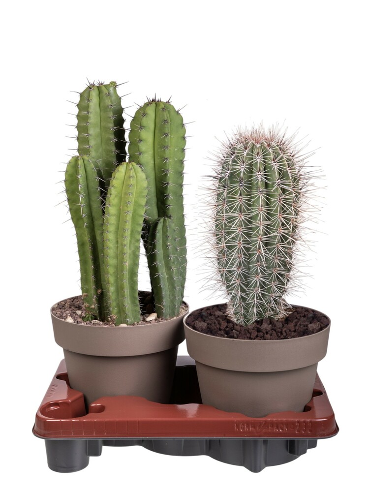 MÉLANGE DE CACTUS - POT Ø 20 - PLATEAU 2 PCS