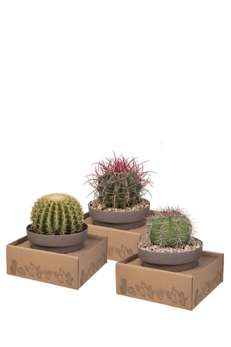 MÉLANGE DE CACTUS EN COUPE Ø 20 - SUR SOCLE CARTON 25X25 CM