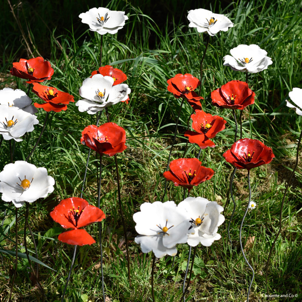 Coquelicot