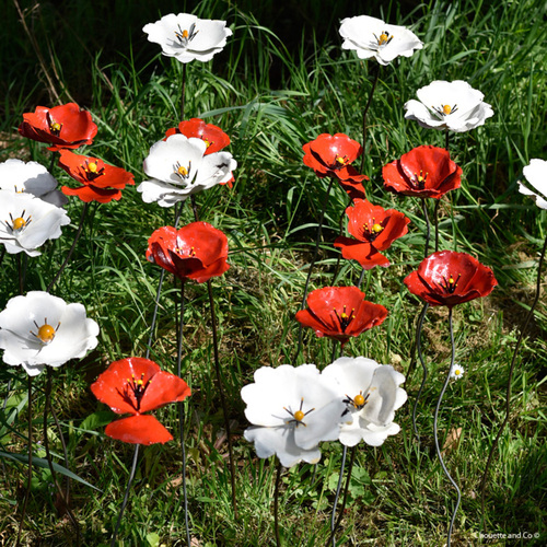 Coquelicot