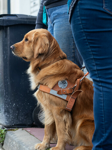 Chiens Guides Aliénor-Bordeaux
