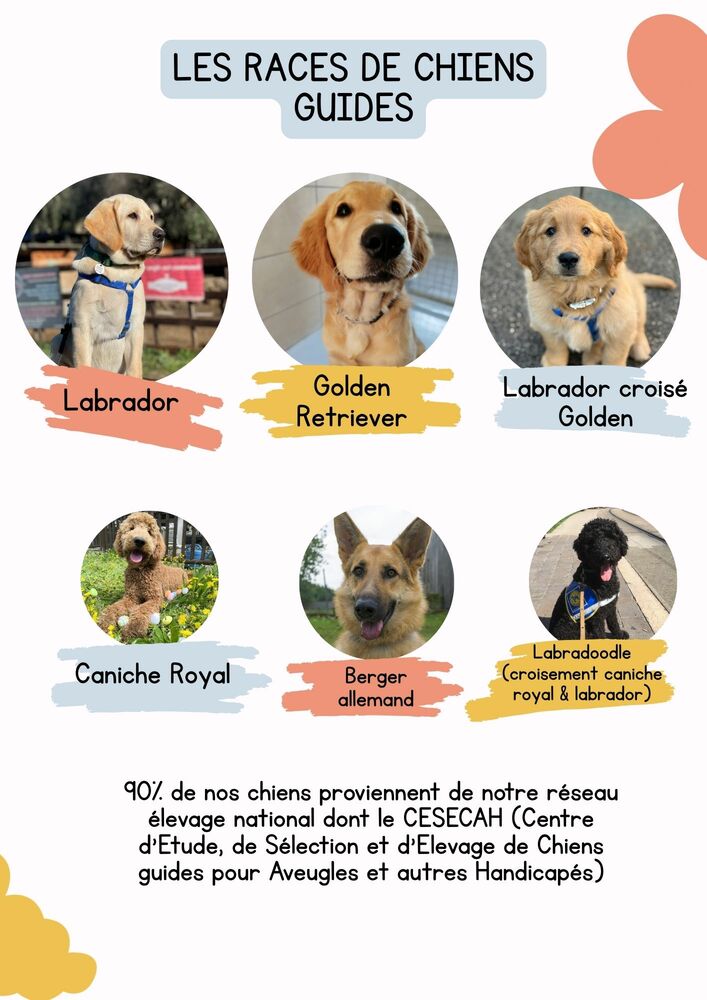 Le chien guide d'aveugle