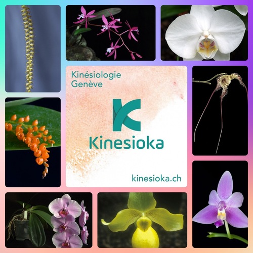 180+ Elixirs d'orchidées