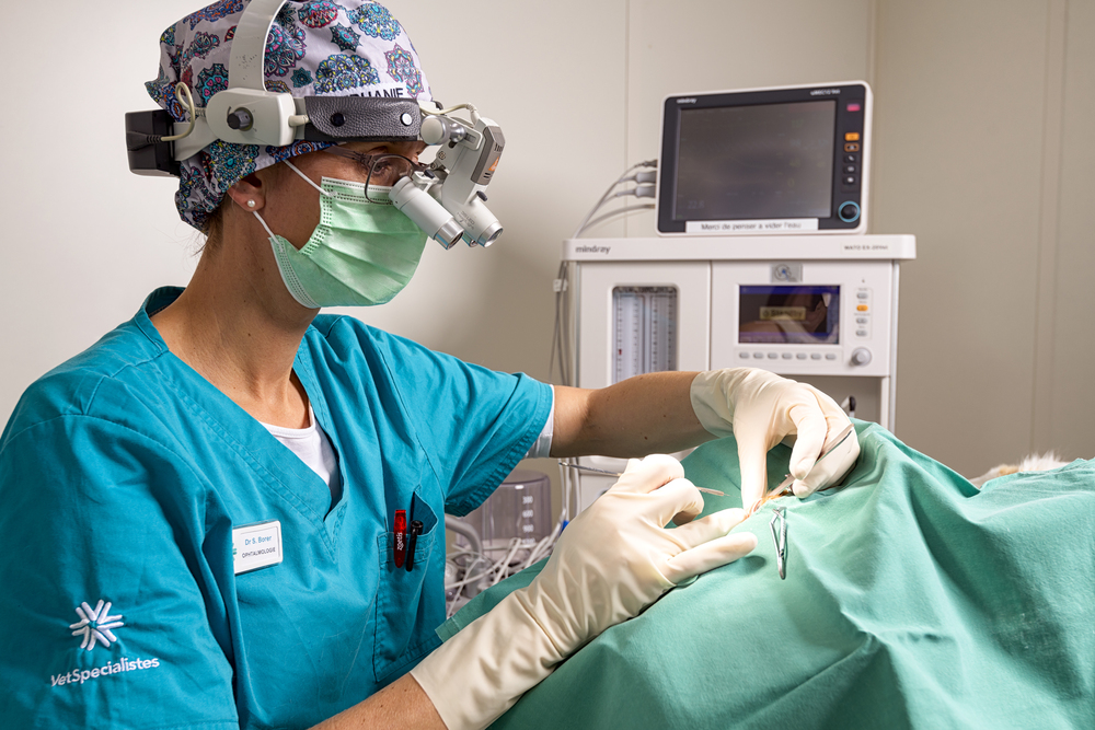 Goodies VetSpecialistes