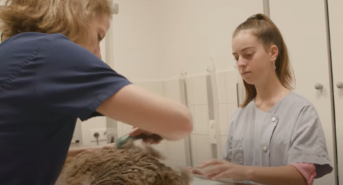 Préparation aux concours d'entrée des grandes écoles