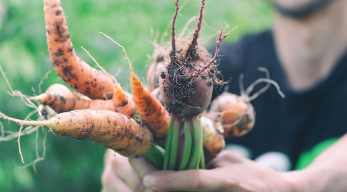 Systèmes alimentaires durables et locaux