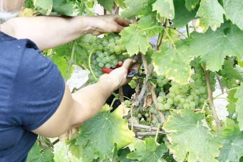 BTSA VO (Viticulture-Œnologie)