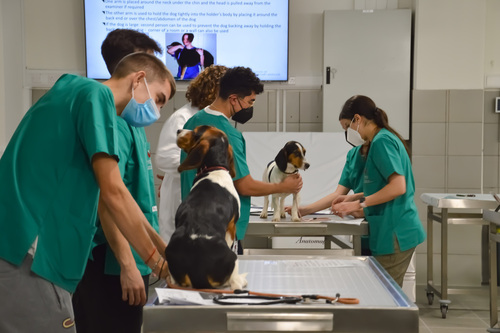 Undergraduate Doctor of Veterinary Medicine degree