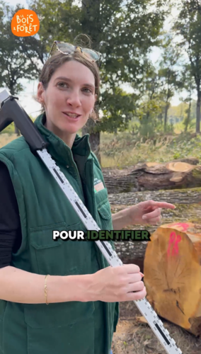Le quotidien dans une scierie