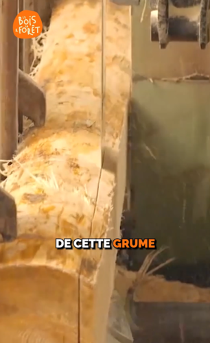 Un tronc ou une grume ?