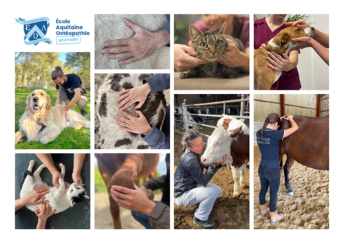 ECOLE AQUITAINE D'OSTEOPATHIE animale