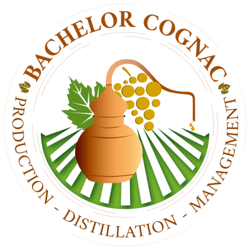 Bachelor Cognac Production-Distillation-Management