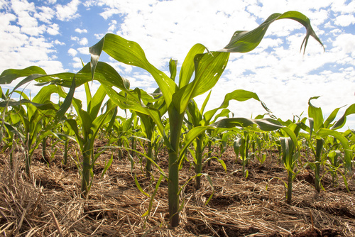 BTSA ACS'AGRI Analyse, Conduite et Stratégie de l'entreprise AGRIcole