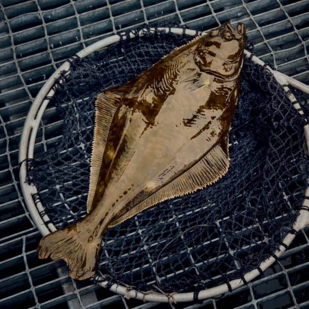 Sterling flétan blanc