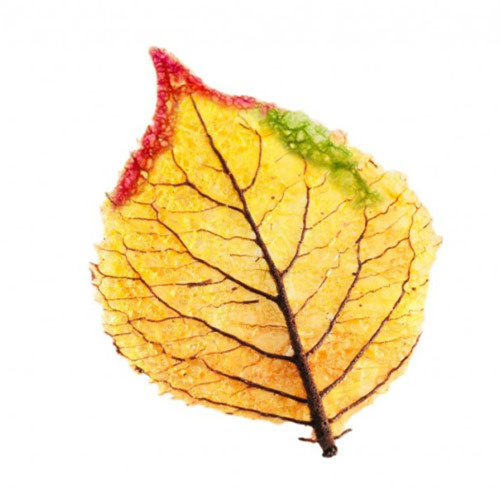 Feuille d'automne plate